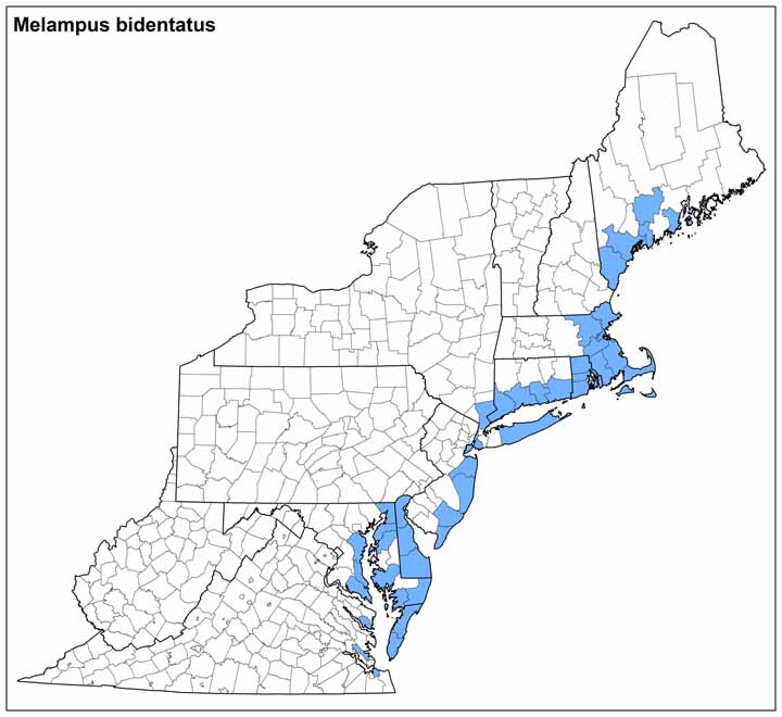 Melampus bidentatus Range Map